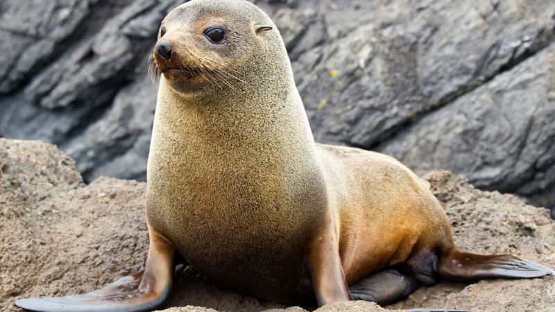 Embark on an unforgettable Wildlife Cruise to experience an amazing insight into New Zealand's little-known whaling history while spotting local wildlife along the way!